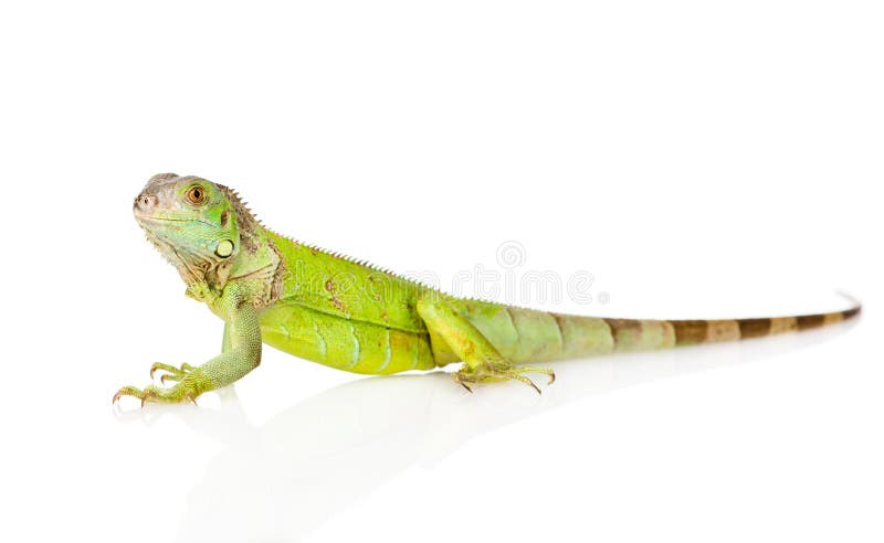 Green iguana in profile. isolated on white background stock photos