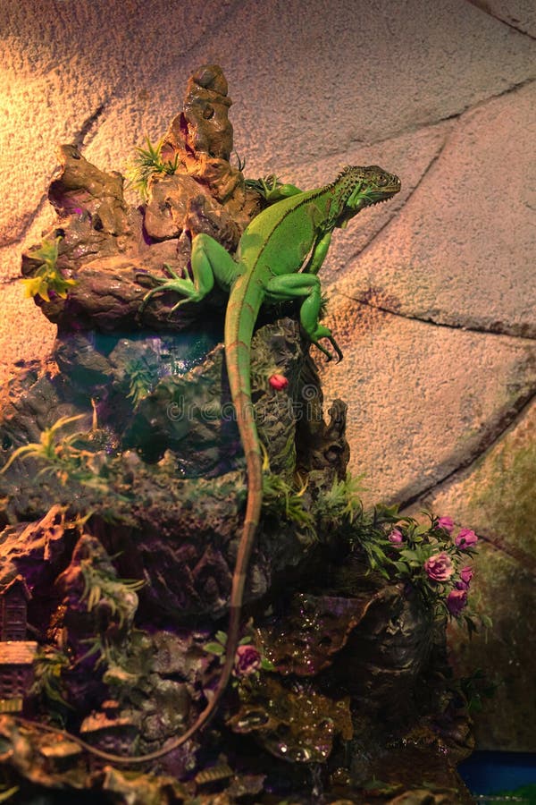 Green Iguana with Sits on Stone Pedestal in Terrarium Stock Photo