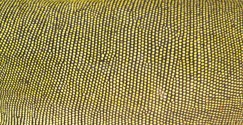 Green iguana skin stock photography