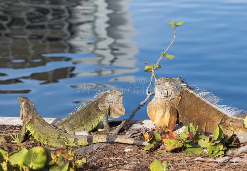 Green Iguanas Showing Territorial Behavior Stock Photo Image of herbivorous, invasion 75932090