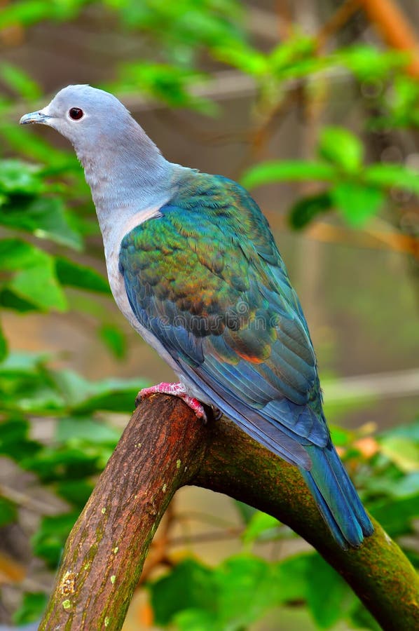 Green imperial pigeon stock image. Image of pigeon, species 19107505