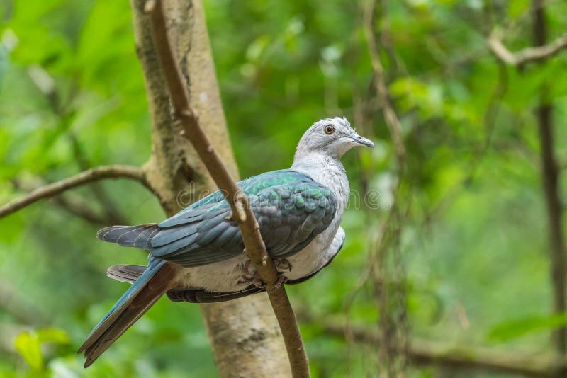 Green Imperial Pigeon royalty free stock photo Green Imperial Pigeon royalty free stock photo