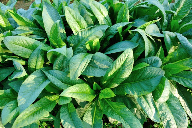 Green Indian Lettuce Plants Stock Image Image of wellness, culture