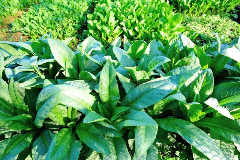 Green Indian Lettuce in Growth Stock Image Image of detail, canton