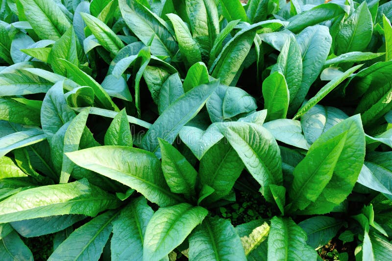 Green Indian Lettuce Plants in Growth Stock Image Image of leaf
