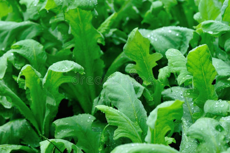 Green Indian Lettuce Plants in Growth Stock Image Image of leaf