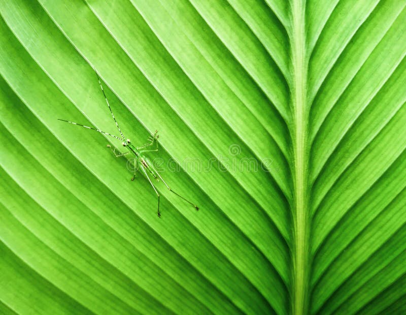 Green insect on bijao leaf