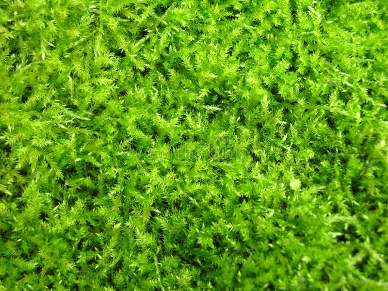 Green irish moss stock image. Image of cover, lush, fern 31055549