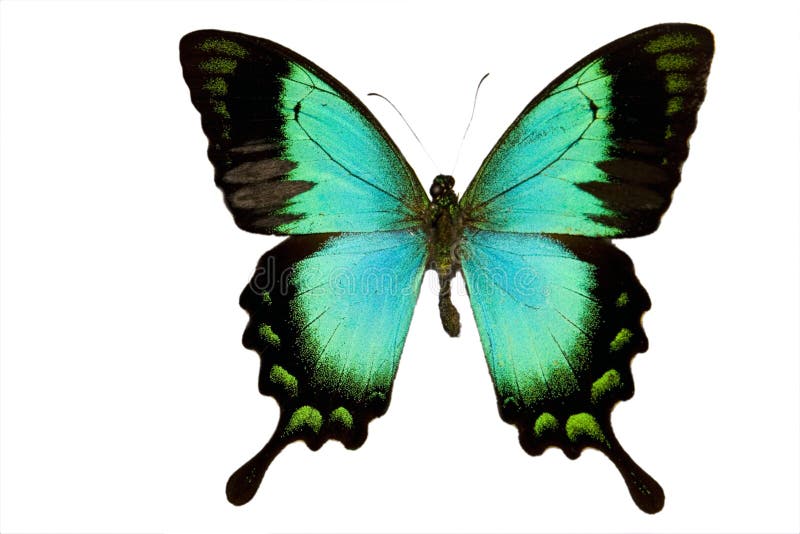 Green isolated Butterfly stock photo. Image of white 16126946