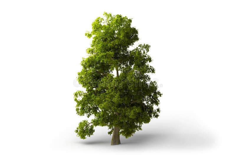 Green isolated tree