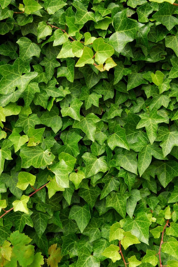 Green ivy background stock image. Image of dense, growing 3932937