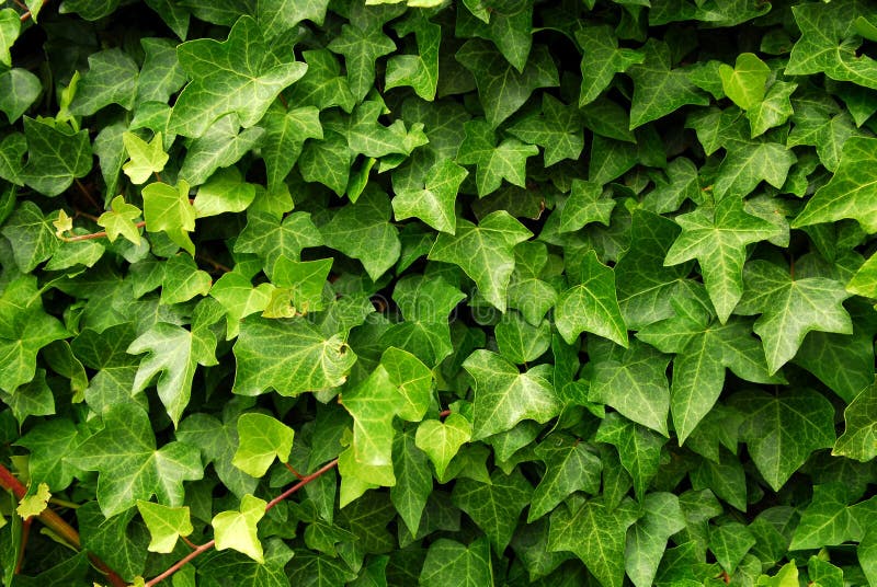 Green ivy background stock image. Image of dense, nature 3983615