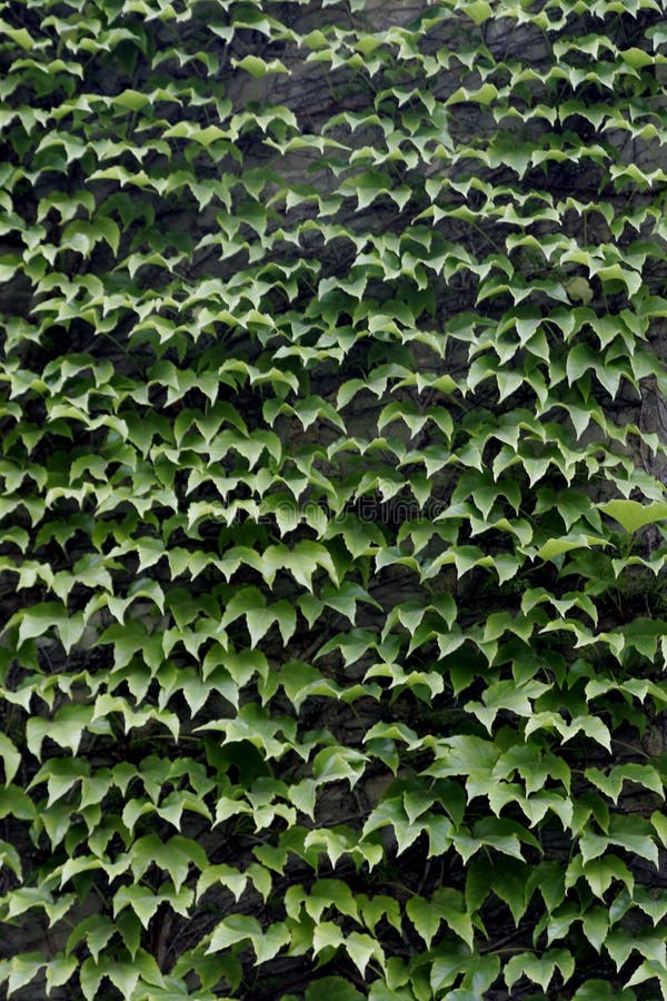 Green Ivy Background stock image. Image of trellis, climbing 4802857