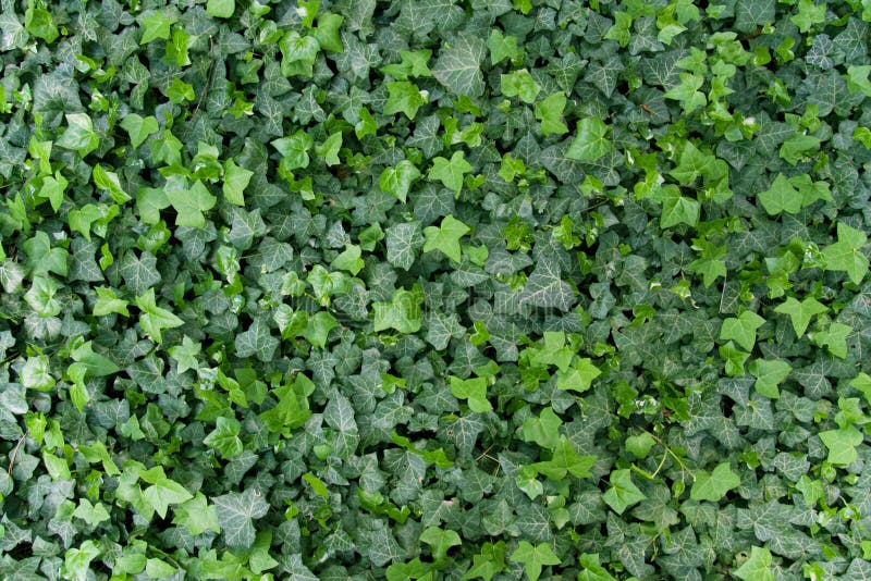 Green ivy background stock photo. Image of cover, leaf 5144186