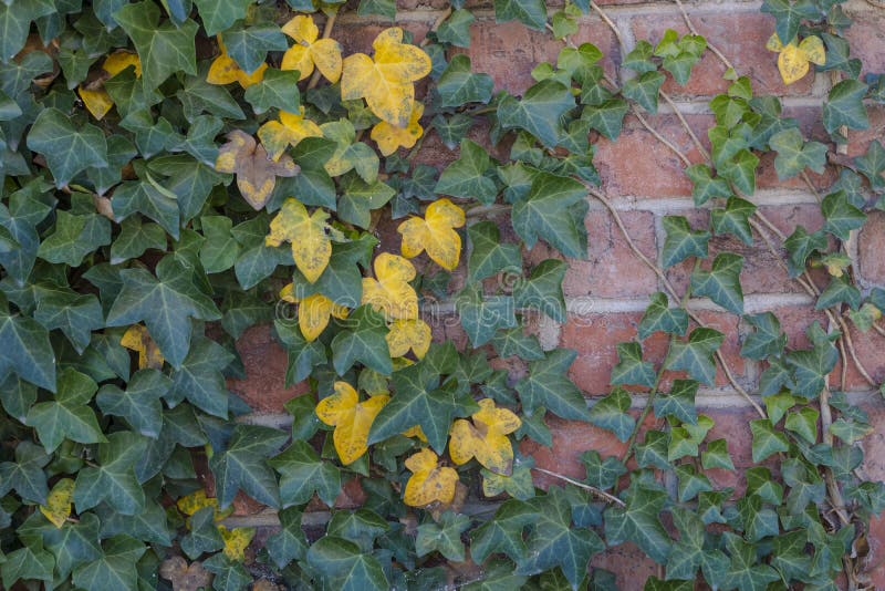 Green Ivy Background Stock Photos Image 33482573