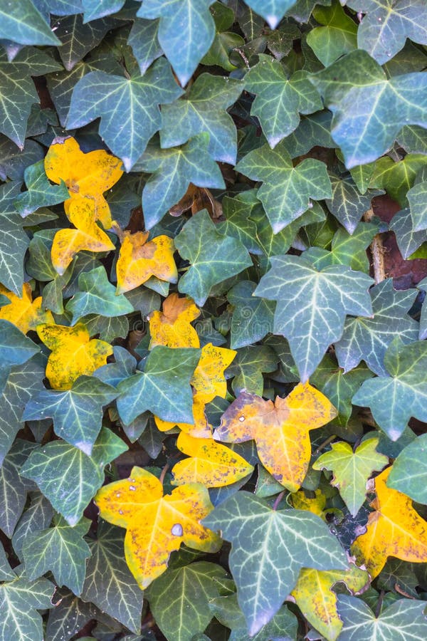 Green ivy background stock image. Image of dense, covering 33490333