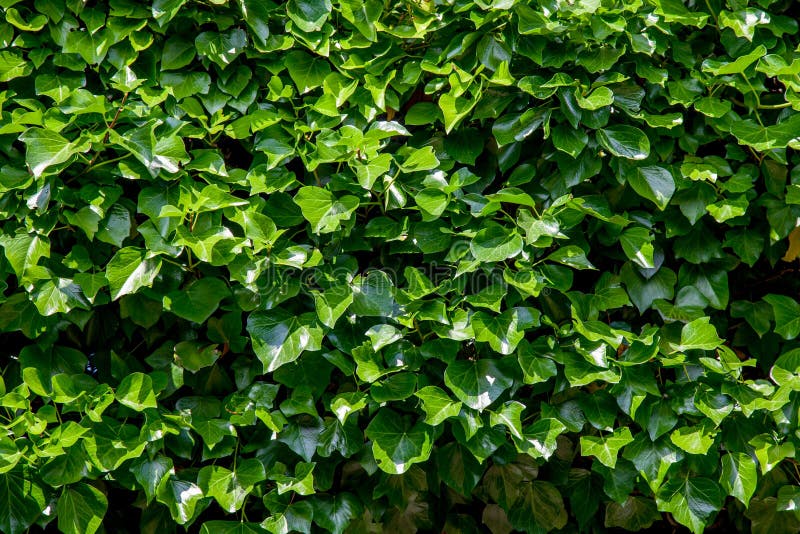 Green Ivy Background stock photo. Image of background 42848374