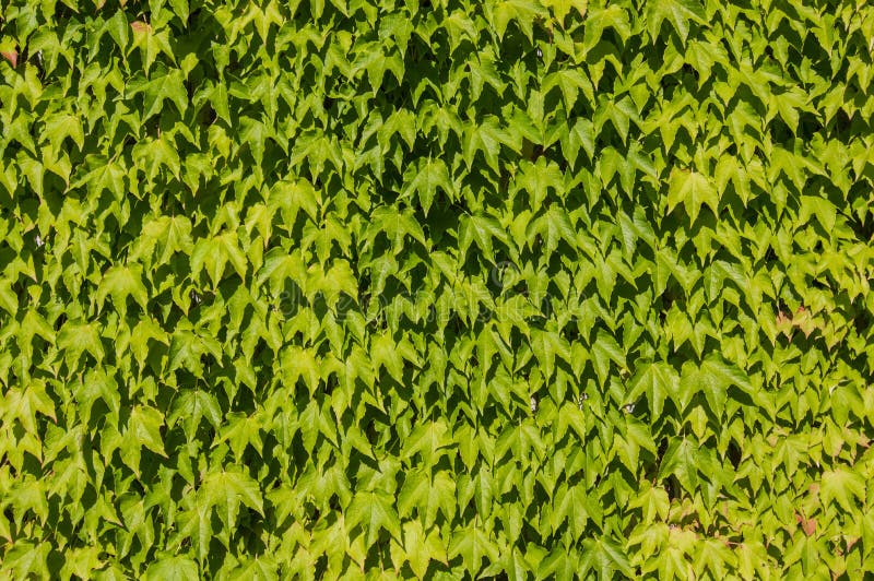 Green ivy stock image. Image of backgrounds, angle, nature 42756967