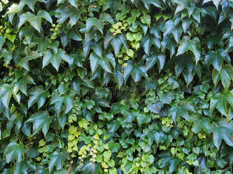 Green ivy background stock image. Image of wall, hwdge 44872661