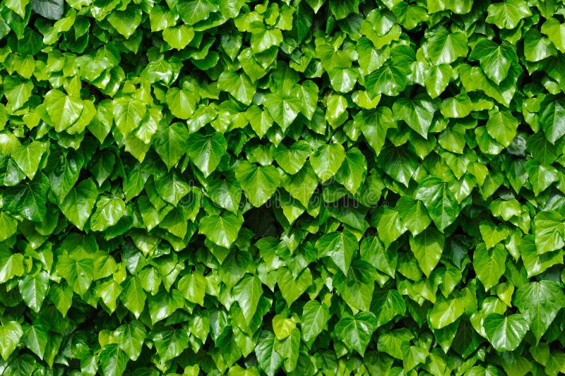 Green ivy background stock image. Image of protection 54372729