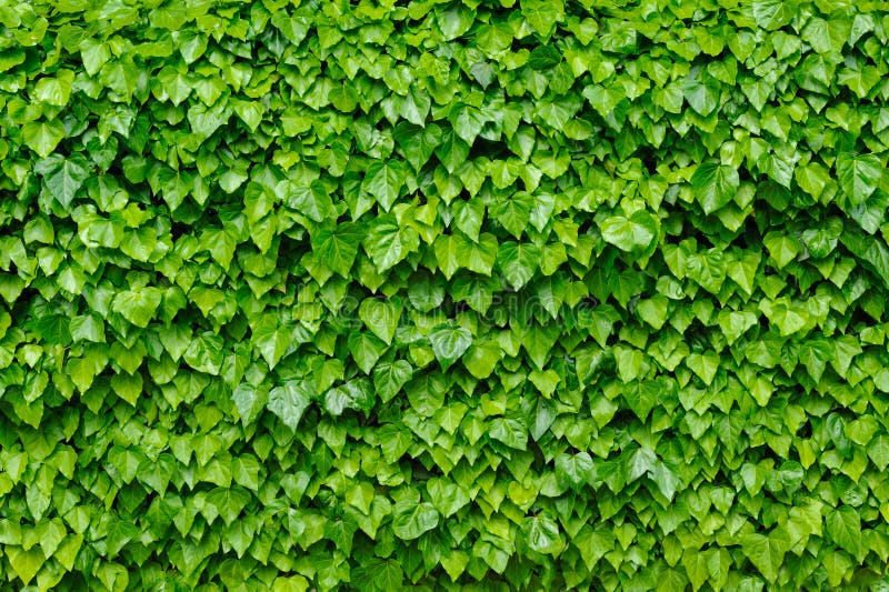 Green ivy background stock photo. Image of surface, plain 54372840