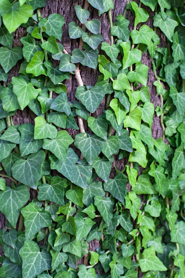 Green ivy background stock photo. Image of structure 32692088