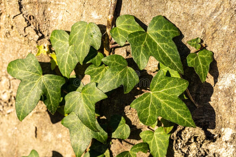 Green ivy on a big rock in the forest stock photography