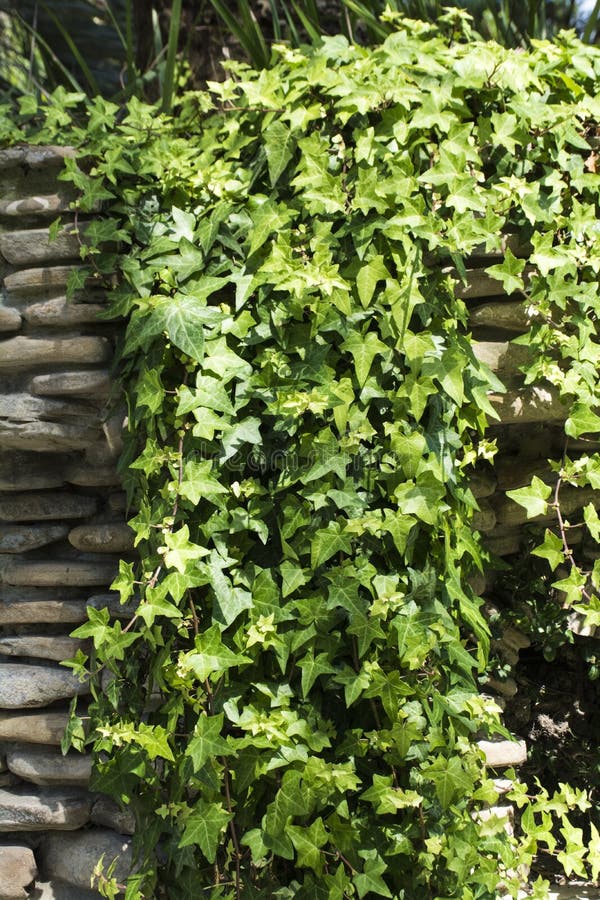 Ivy covering wall stock image. Image of cover, horticulture 9863563