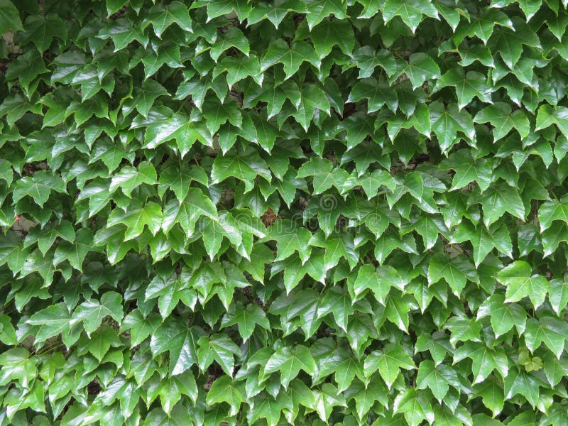 Green Ivy Surface Background Stock Image Image of leaves, leaf 124324551