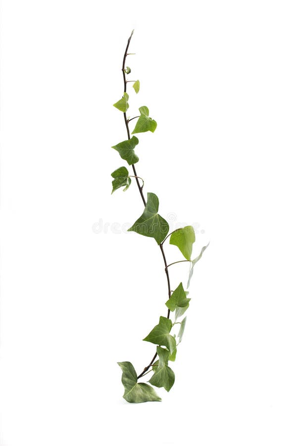 Green ivy isolated on white