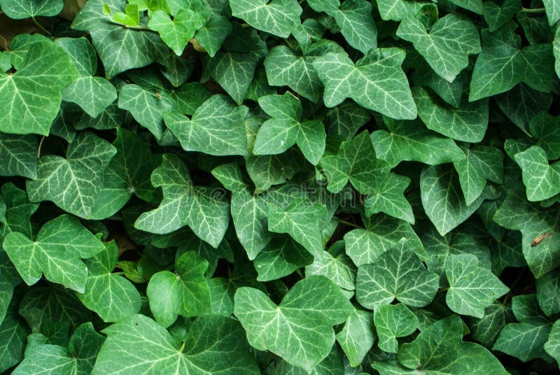 Green ivy leaf