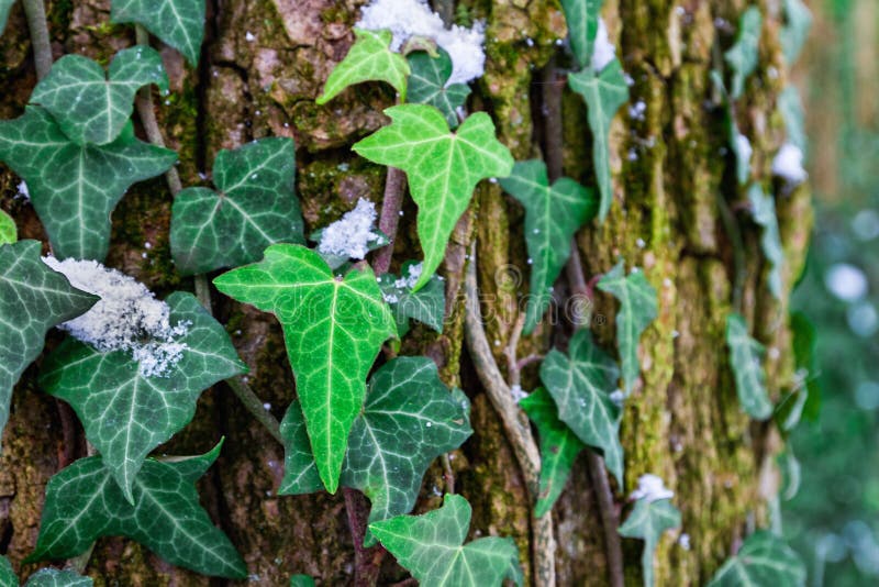 Green Ivy Leaves among Snow Stock Photo Image of winter, green 83696484