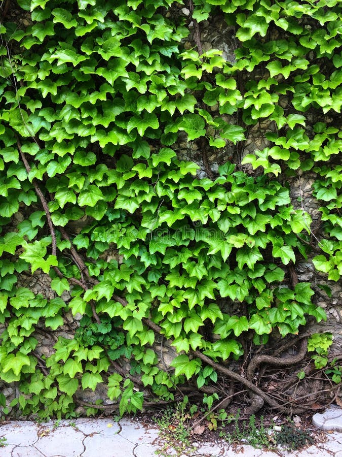 Free stock photo of botanic, clover, field