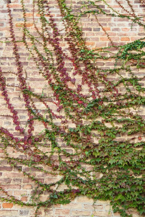 Green ivy leaves on a wall stock photo. Image of gardening - 49908686