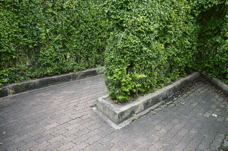 Green ivy leaves on wall in garden stock photo