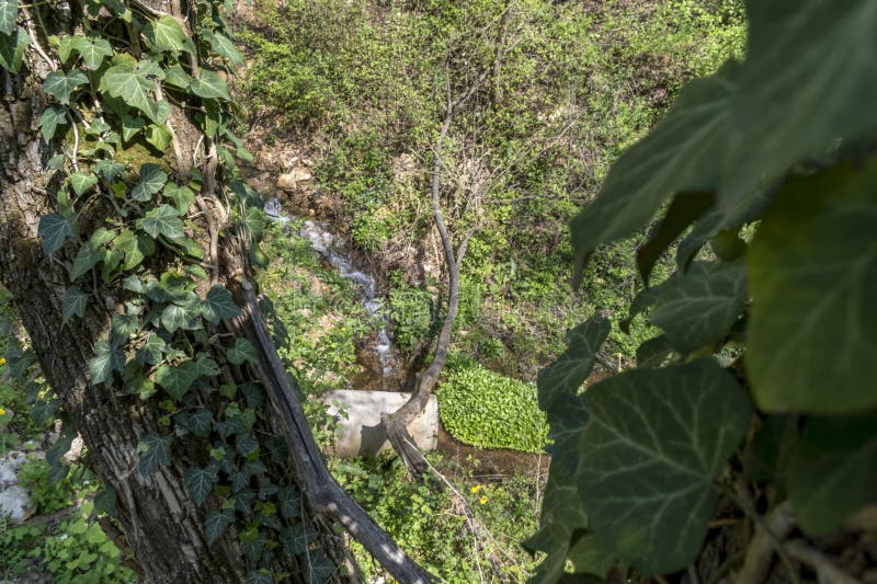 Green Ivy in the Park, Wrapping Around the Trees Stock Image Image of