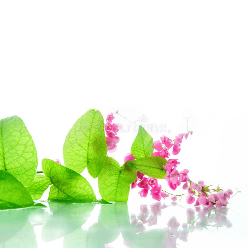 Green ivy with pink blossoms