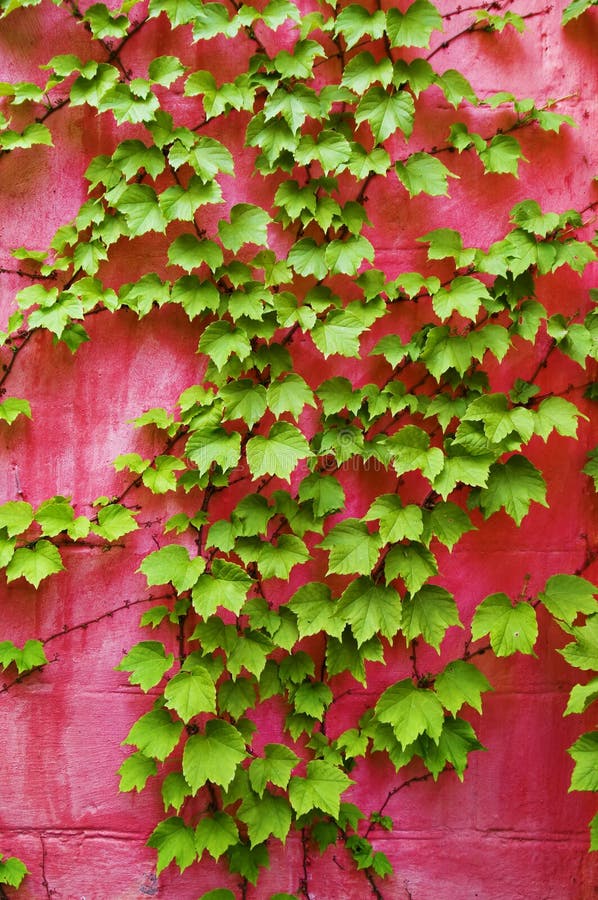 Green ivy stock photo. Image of green, leaf, leaves, white 2776270