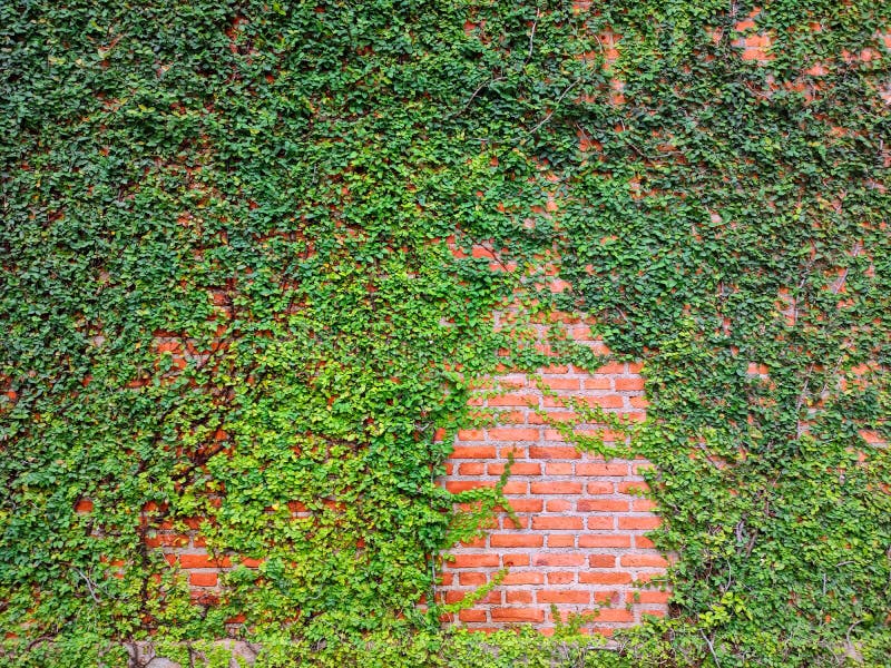 Green ivy plant growing on a brick wall of the house