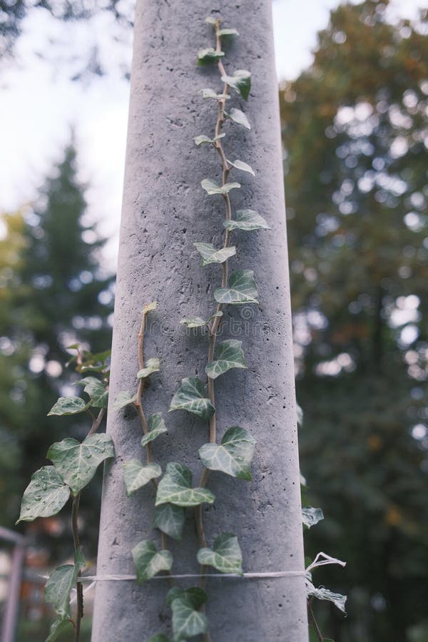 Green ivy slowly climbs a gray concrete post in a park stock image