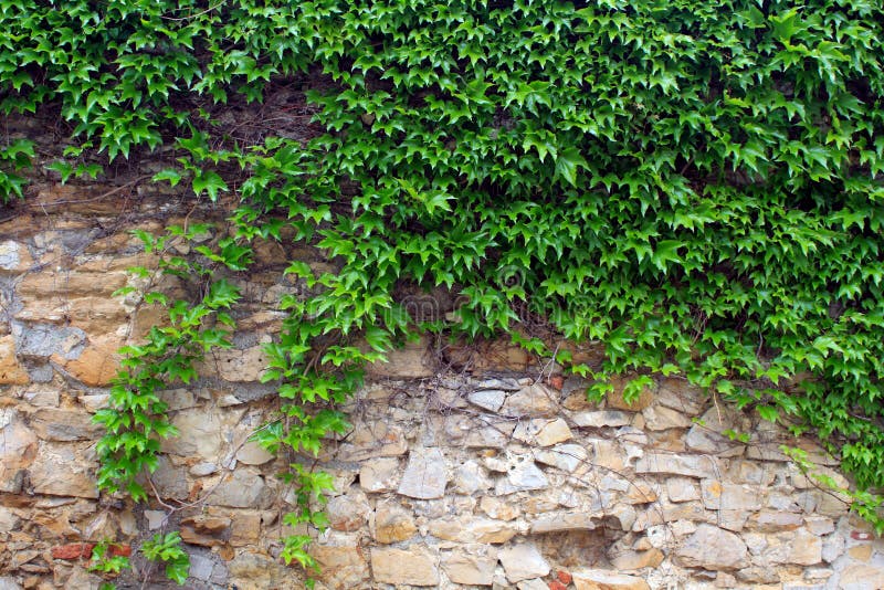 A green ivy on a stone wall, a beautiful backgroun