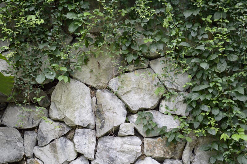 Green ivy on stone wall