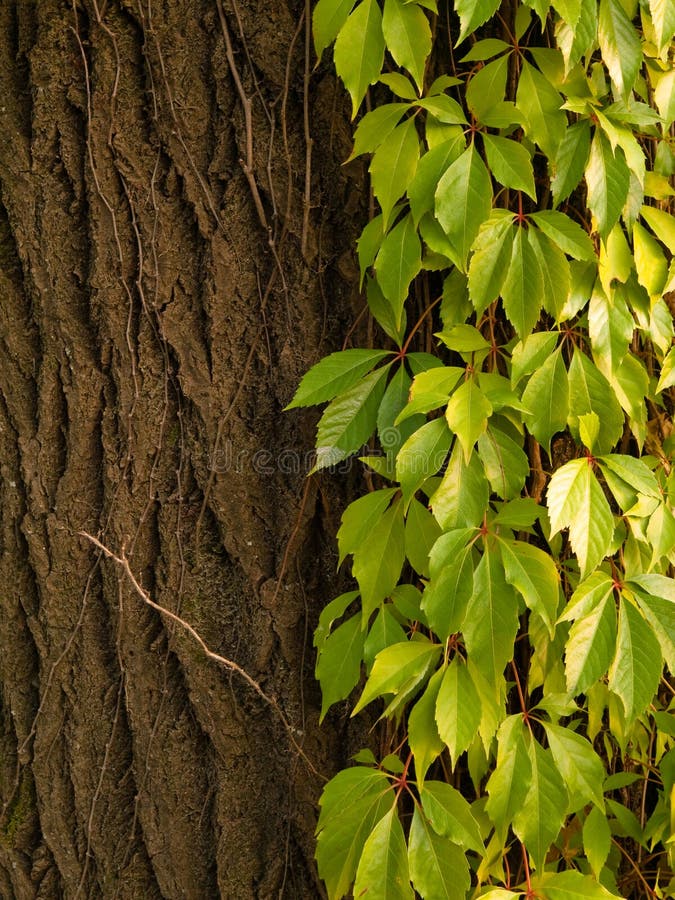 Green ivy on a tree