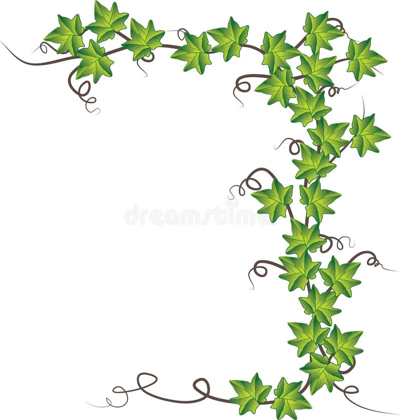 Green ivy . Vector illustration