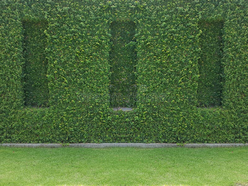 Green ivy on wall with grass