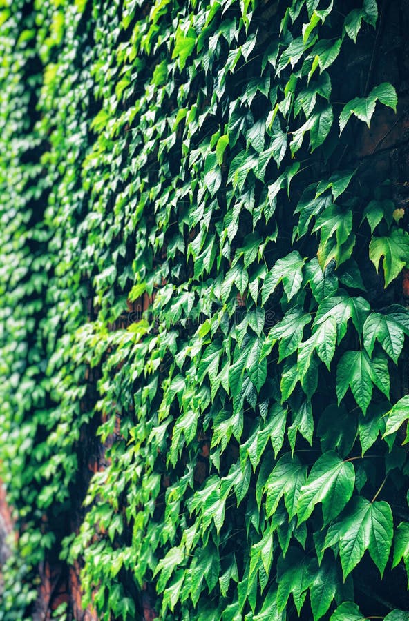 Green ivy on the wall stock image Green ivy on the wall stock image