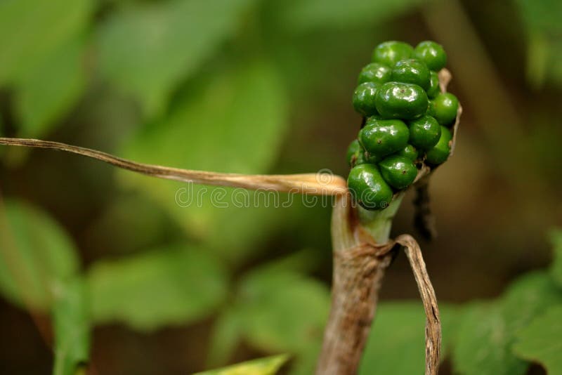 Green JackinthePulpit Berries Stock Photo Image of seeds, green
