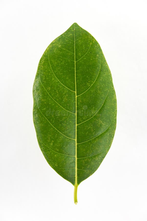 Green jackfruit leaf isolated on white background