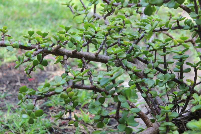 Green Jade Plant Crassula Ovata. The popular Green Jade plant Crassula Ovata is grown in many gardens around the world as its rounded leaves are symbolic of royalty free stock photos