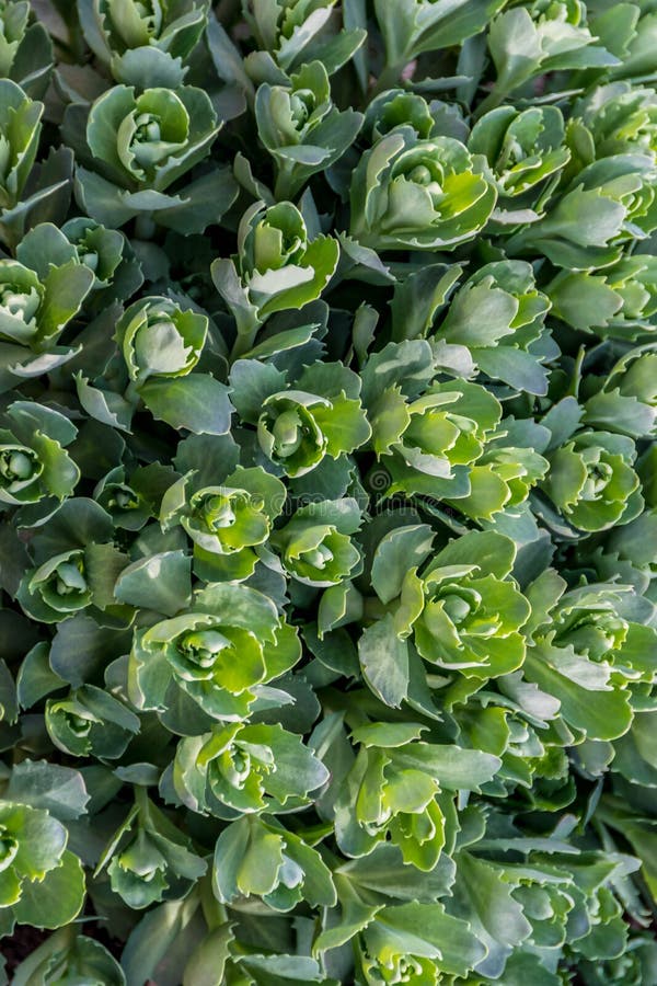 Green Jagged Leaves of a Plant in Spring Stock Photo Image of